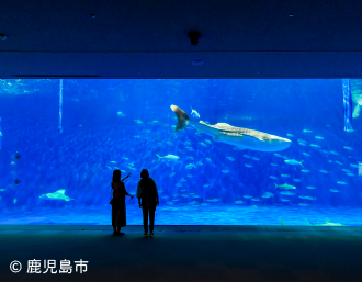 いおワールドかごしま水族館の画像